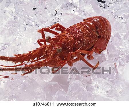 Spiny Lobster View Large Photo Image Stock Image - Spiny Lobster. Fotosearch
