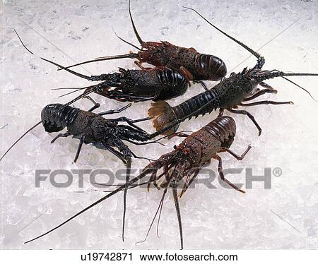 Spiny Lobster View Large Photo Image Stock Image - Spiny Lobster. Fotosearch