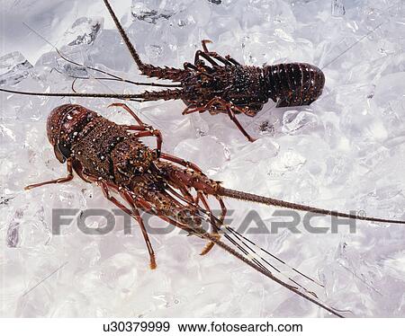 Stock Photo - Spiny Lobster. Fotosearch