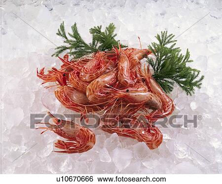 Stock Photograph - Spiny Lobster. Fotosearch