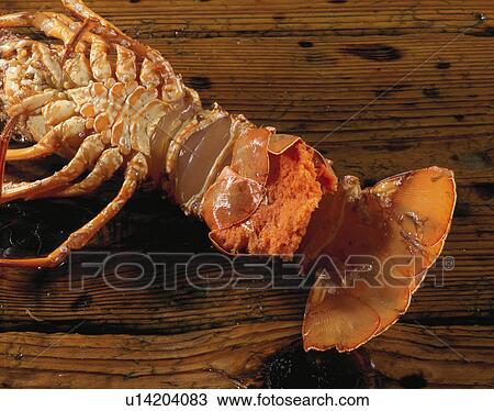 Spiny Lobster With Egg View Large Photo Image Stock Image - Spiny Lobster With Egg. Fotosearch