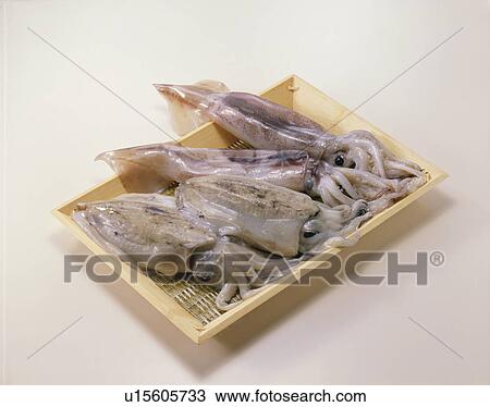 Stock Image - Squid. Fotosearch