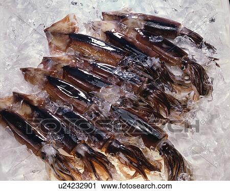 Squid View Large Photo Image Stock Image - Squid. Fotosearch