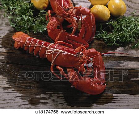 American Lobster View Large Photo Image Stock Photograph - American Lobster. Fotosearch