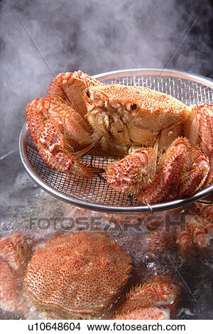 Hairy Crab View Large Photo Image Picture - Hairy Crab. Fotosearch