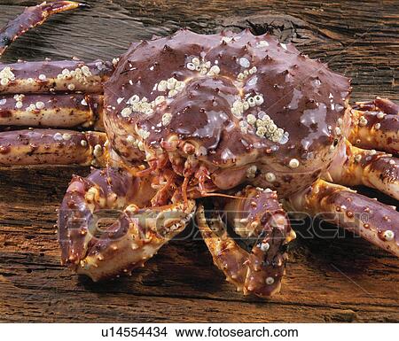 Picture - King Crab. Fotosearch
