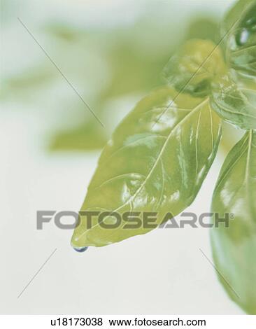 Basil View Large Photo Image Stock Photo - Basil. Fotosearch
