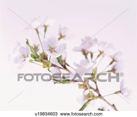 Stock Image - Cherry Tree. Fotosearch