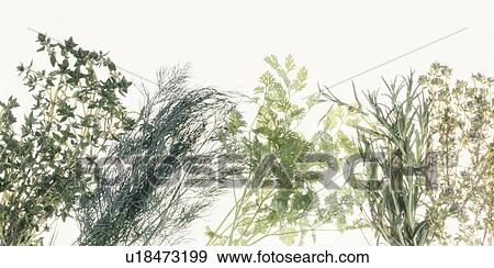 Stock Photo - Herb Set. Fotosearch