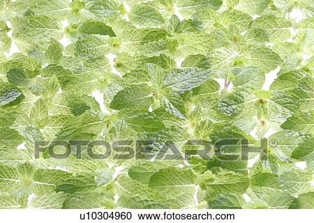 Spearmint View Large Photo Image Stock Image - Spearmint. Fotosearch