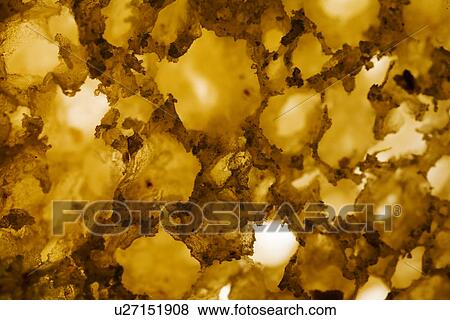 backgrounds, alfred, background, back light, aliment, against-the-light shot View Large Photo Image Stock Photo - backgrounds, alfred, background, back light, aliment, against-the-light shot. Fotosearch