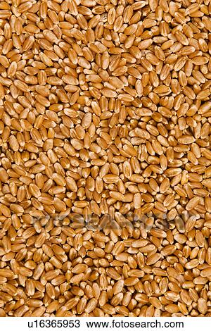 Stock Image - weizenkorn, agriculture, agroindustry, alfred, aliment, background. Fotosearch