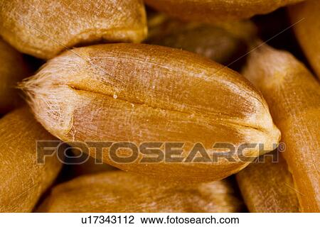 weizenkorn, agriculture, agroindustry, alfred, aliment, background View Large Photo Image Stock Image - weizenkorn, agriculture, agroindustry, alfred, aliment, background. Fotosearch