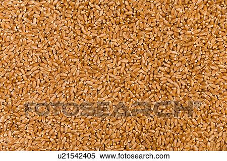 Stock Photography - weizenkorn, agriculture, agroindustry, alfred, aliment, background. Fotosearch