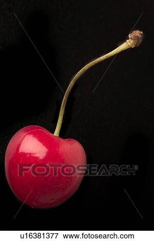 black, close-up, CLOSE, cherry, alfred View Large Photo Image Stock Photo - black, close-up, CLOSE, cherry, alfred. Fotosearch