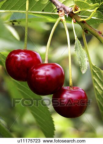 Stock Image - cherry, eat, close-up, CLOSE, alfred. Fotosearch