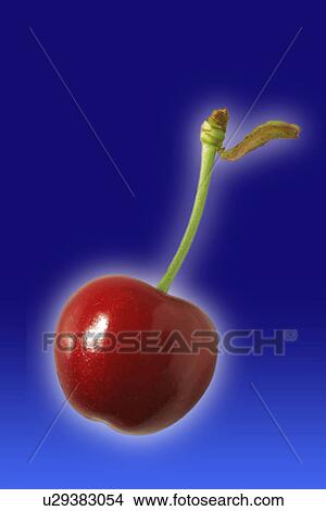 drink, blue, close-up, CLOSE, cherry, alfred View Large Photo Image Picture - drink, blue, close-up, CLOSE, cherry, alfred. Fotosearch