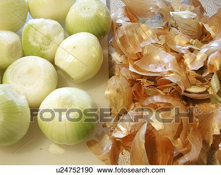 allium, cepa, bolle, Austria, alfred View Large Photo Image Stock Image - allium, cepa, bolle, Austria, alfred. Fotosearch