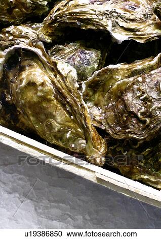 Stock Image - bivalvia, CLOSE, close-up, drink, eat, food. Fotosearch