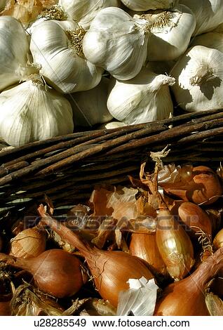 Stock Photo - bulb, background, brown, bolle, beige, cepa, allium. Fotosearch