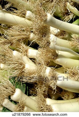 Stock Photograph - eating, CLOSE, eat, drink, close-up, food, allium. Fotosearch