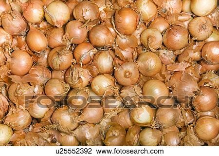 Stock Image - allium, bolle, beige, background, alfred. Fotosearch