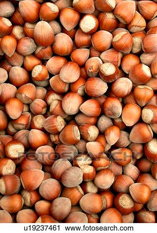 background, brown, CLOSE, close-up, cob, cobnut View Large Photo Image Stock Image - background, brown, CLOSE, close-up, cob, cobnut. Fotosearch