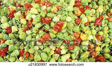 Stock Photo - background, capsicum, blauphoton, beauty, alexander. Fotosearch