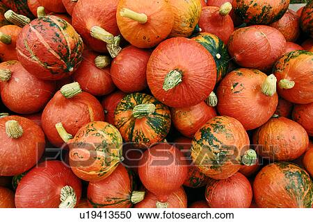 background, day, cucurbita, alfred View Large Photo Image Stock Image - background, day, cucurbita, alfred. Fotosearch