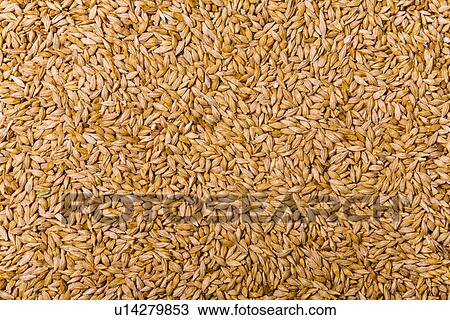 Stock Image - backgrounds, agroindustry, background, aliment, alfred, agriculture. Fotosearch
