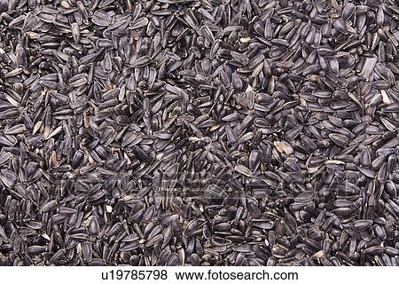 Stock Photo - backgrounds, agroindustry, background, alternative cultivation, alfred, agriculture. Fotosearch