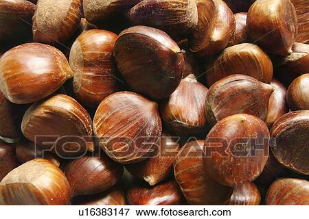 brown, CLOSE, chestnut, castanea, alfred View Large Photo Image Stock Photo - brown, CLOSE, chestnut, castanea, alfred. Fotosearch