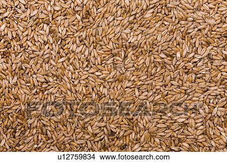 cereal product, aliment, basic food, backgrounds, background, alfred View Large Photo Image Picture - cereal product, aliment, basic food, backgrounds, background, alfred. Fotosearch