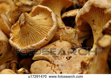 chanterelle, background, cantharellus, brown, beige, alfred View Large Photo Image Stock Image - chanterelle, background, cantharellus, brown, beige, alfred. Fotosearch