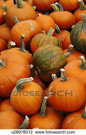 Stock Image - CLOSE, cucurbita, close-up, alfred. Fotosearch