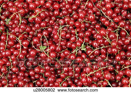 Stock Image - currant, background, close-up, CLOSE, berry, alfred. Fotosearch