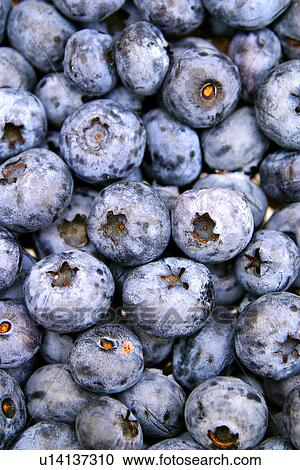Stock Image - drink, background, blue, bilberry, berry, alfred. Fotosearch