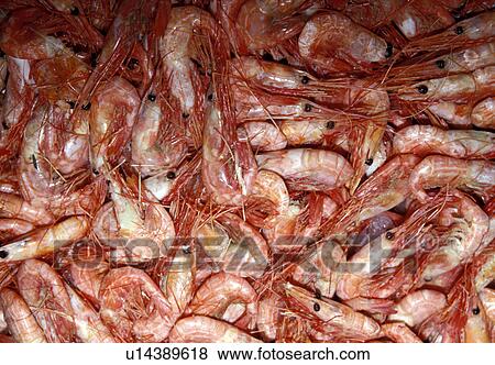 Stock Photo - drink, background, crustacea, close-up, CLOSE, animals. Fotosearch