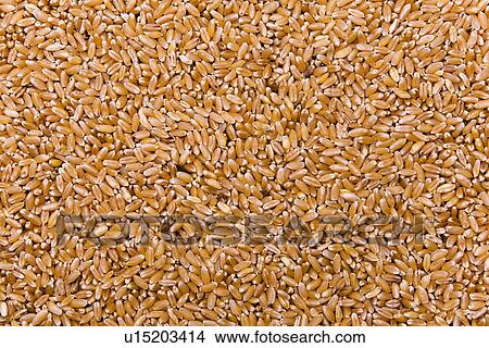 weizenkorn, alfred, aliment, background, backgrounds, basic food View Large Photo Image Picture - weizenkorn, alfred, aliment, background, backgrounds, basic food. Fotosearch