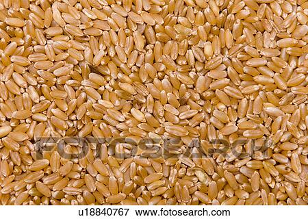 Stock Photo - weizenkorn, alfred, aliment, background, backgrounds, basic food. Fotosearch