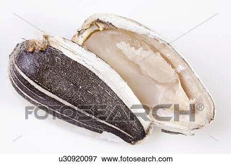 Stock Photo - freigestellt, agriculture, agroindustry, alfred, aliment, birdfeed. Fotosearch