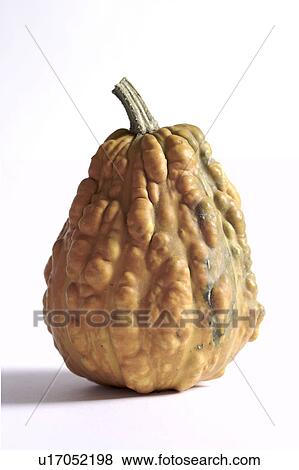 Stock Photo - halloween, burkhard, germany, fruit, frontal, autumn. Fotosearch