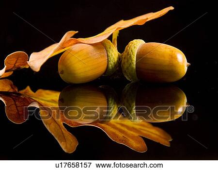 autumnal, acorns, autumn-like, autumn, alfred, acorn View Large Photo Image Stock Photo - autumnal, acorns, autumn-like, autumn, alfred, acorn. Fotosearch