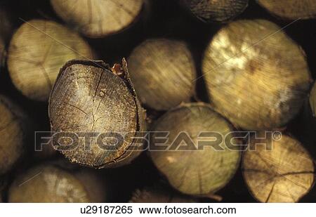 Stock Photography - dobecki, andreas, cut down, bonn, annual rings, accumulation. Fotosearch