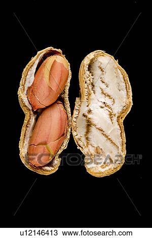 Stock Image - food, aliment, erdnuss, erdnuesse, eat, alfred. Fotosearch