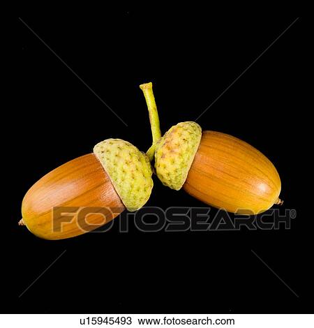 Stock Image - freigestellt, acorn, acorns, alfred, autumn, autumn-like. Fotosearch