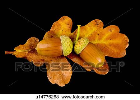 Stock Photo - freigestellt, acorn, alfred, autumn, autumn-like, autumnal. Fotosearch