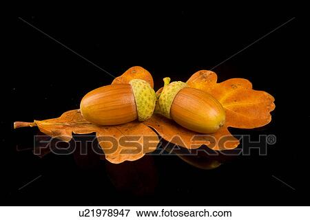Stock Photo - freigestellt, acorn, alfred, autumn, autumn-like, autumnal. Fotosearch