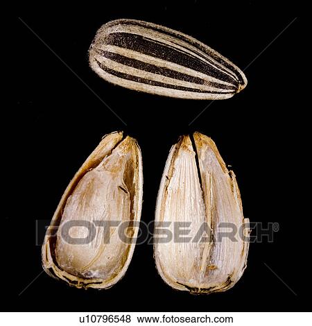 freigestellt, agriculture, agroindustry, alfred, aliment, birdfeed View Large Photo Image Stock Photo - freigestellt, agriculture, agroindustry, alfred, aliment, birdfeed. Fotosearch