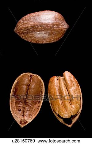 fruits, aliment, fruit, food, eat, alfred View Large Photo Image Stock Photo - fruits, aliment, fruit, food, eat, alfred. Fotosearch
